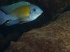 Labeotropheus fuelleborni (samec)