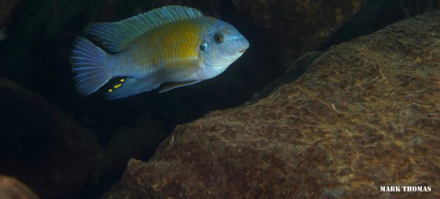 Labeotropheus fuelleborni (samec)