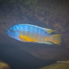 Labeotropheus fuelleborni (1)