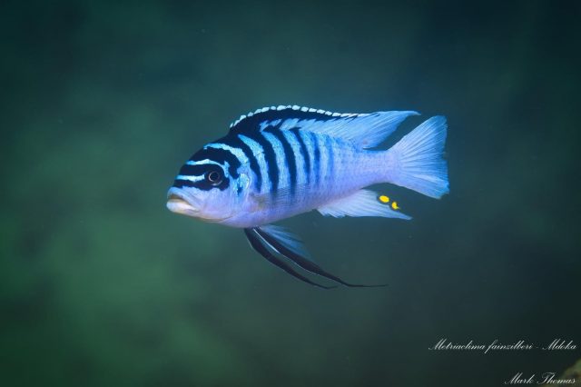 Metriaclima fainzilberi