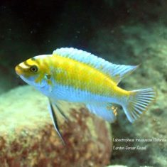 Labeotropheus trewavasae
