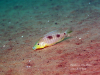 Ctenopharynx nitidus Malopa