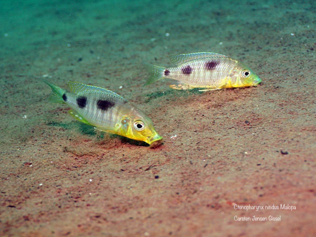 Ctenopharynx nitidus Malopa