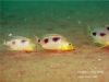 Ctenopharynx nitidus Malopa