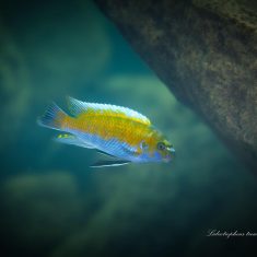 Labeotropheus trewavasae