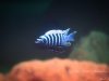 Cynotilapia zebroides