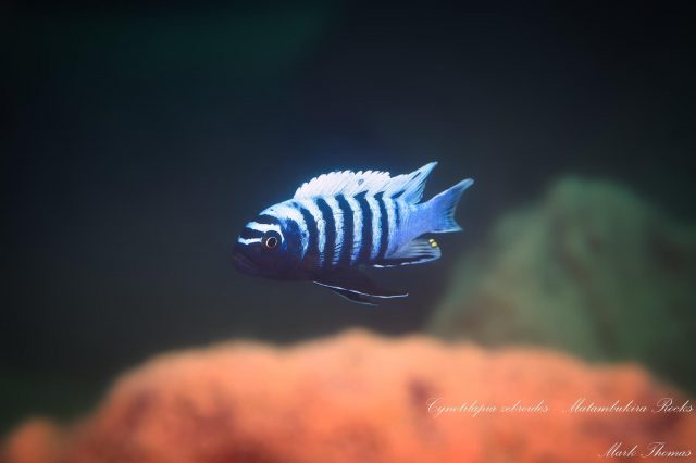 Cynotilapia zebroides