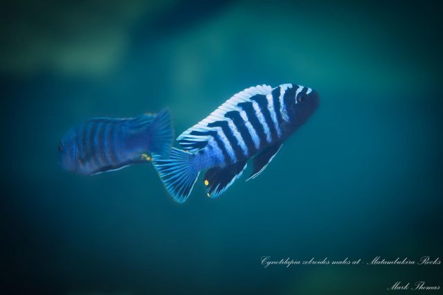 Cynotilapia zebroides ,Matambukira Rocks'