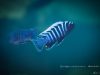 Cynotilapia zebroides ,Matambukira Rocks'