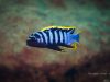 Cynotilapia zebroides Chewere
