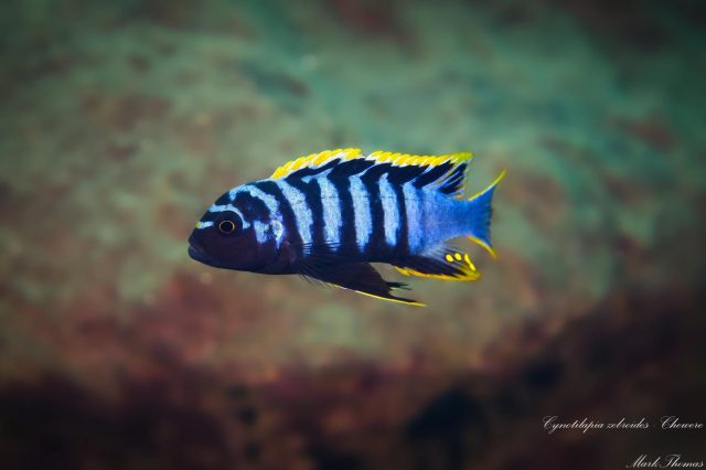 Cynotilapia zebroides Chewere