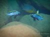 Cynotilapia zebroides Chewere
