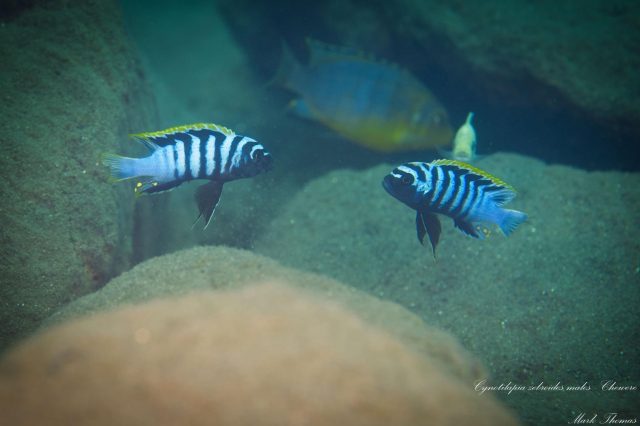 Cynotilapia zebroides Chewere