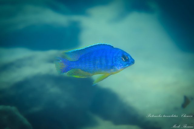 Protomelas taeniolatus