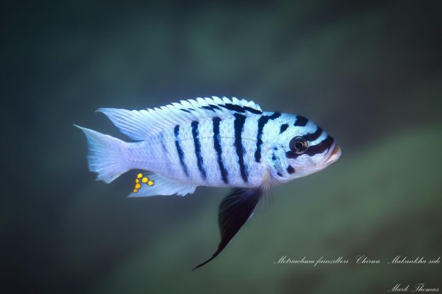 Metriaclima fainzilberi