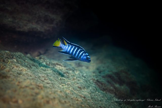 Chindongo sp. ‚elongatus mphanga‘ Chirwa Island