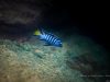 Chindongo sp. ‚elongatus mphanga‘ Chirwa Island