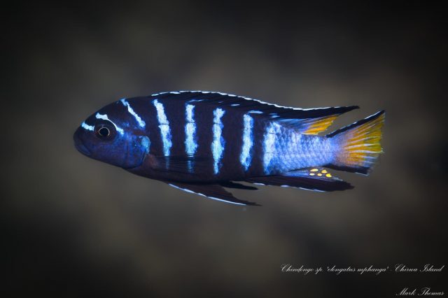 Chindongo sp. ‚elongatus mphanga‘