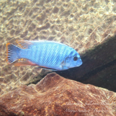 Labeotropheus artatorostris