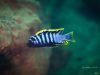 Cynotilapia zebroides