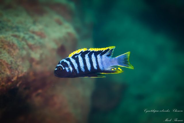 Cynotilapia zebroides