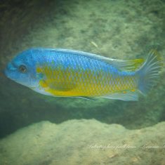 Labeotropheus fuelleborni