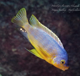 Petrotilapia flaviventris