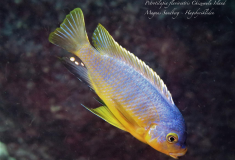 Petrotilapia flaviventris