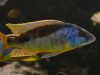 Mylochromis formosus