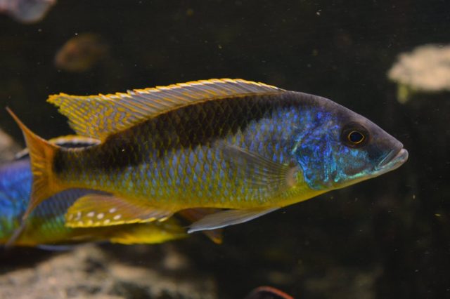Mylochromis formosus