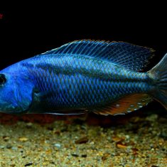 Aristochromis christyi