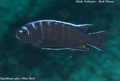 Cynotilapia afra