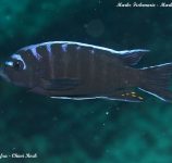 Cynotilapia afra