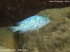 Metriaclima callainos Nkhata Bay (MC samec)