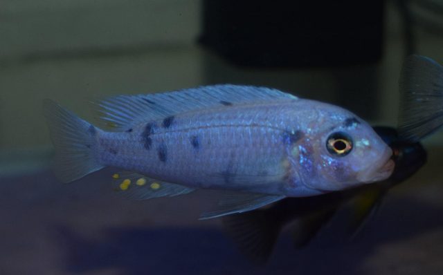 Metriaclima callainos Ruarwe (MC samec)