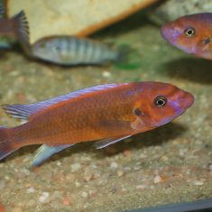 Labeotropheus trewavasae