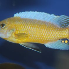 Labeotropheus simoneae