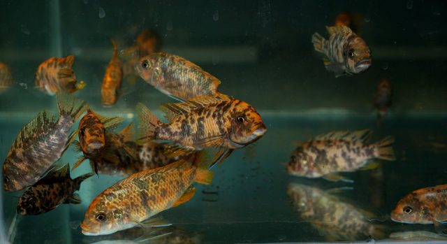 Metriaclima zebra Chiwi Rock (OB samice)