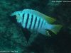 Metriaclima zebra Chiwi Rock (samec)