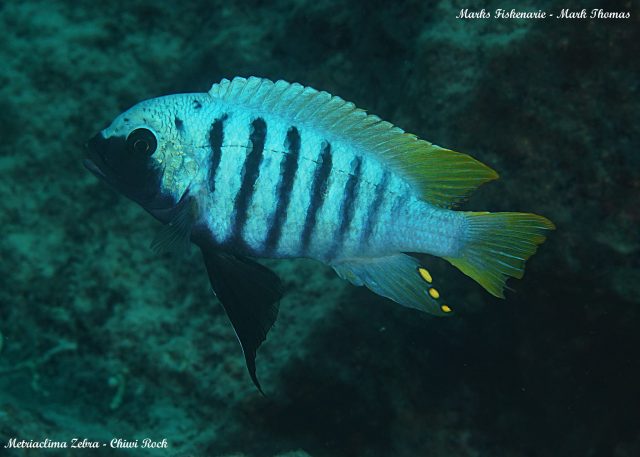 Metriaclima zebra Chiwi Rock (samec)