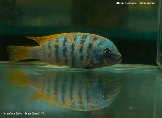 Metriaclima zebra Chiwi Rock (MC samec)