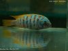 Metriaclima zebra Chiwi Rock (MC samec)
