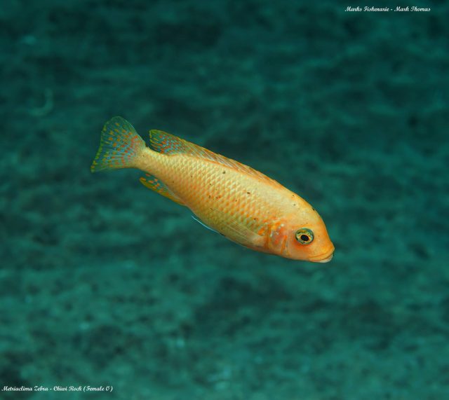 Metriaclima zebra Chiwi Rock (O samice)