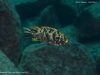 Metriaclima zebra Chiwi Rock (OB samice)