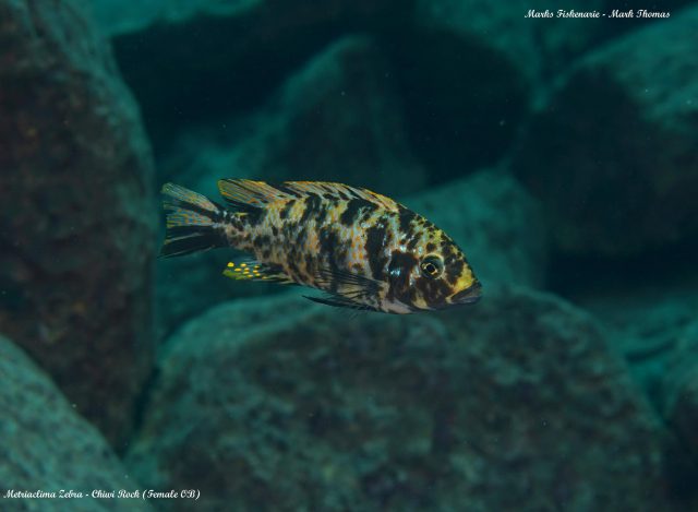 Metriaclima zebra Chiwi Rock (OB samice)
