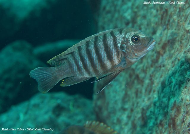 Metriaclima zebra Chiwi Rock (standardní samice)