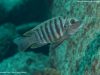 Metriaclima zebra Chiwi Rock (standardní samice)