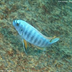 Labeotropheus fuelleborni (14)