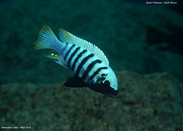 Metriaclima zebra Chiwi Rock (samec)