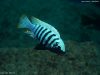 Metriaclima zebra Chiwi Rock (samec)